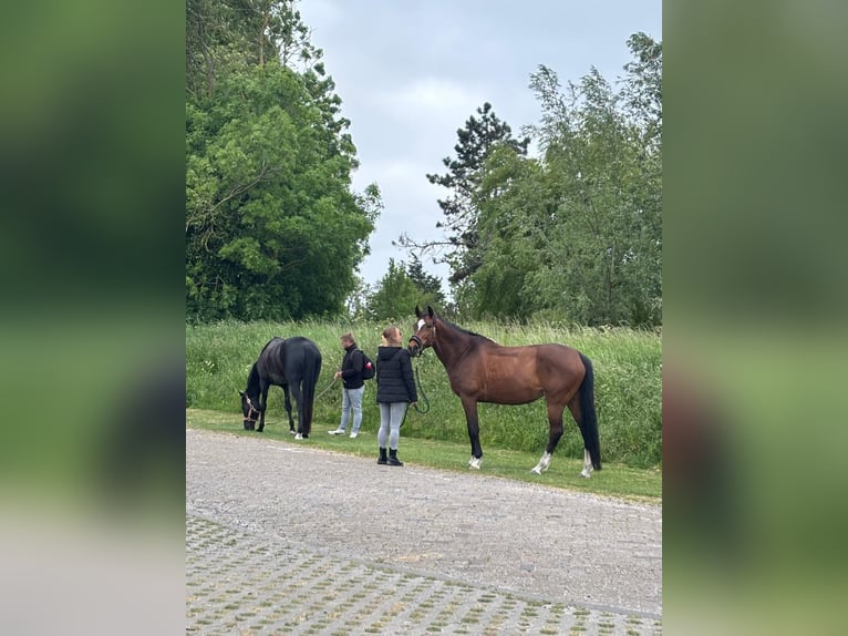 Belgian Warmblood Mare 14 years 16 hh Brown in Moerbeke-Waas
