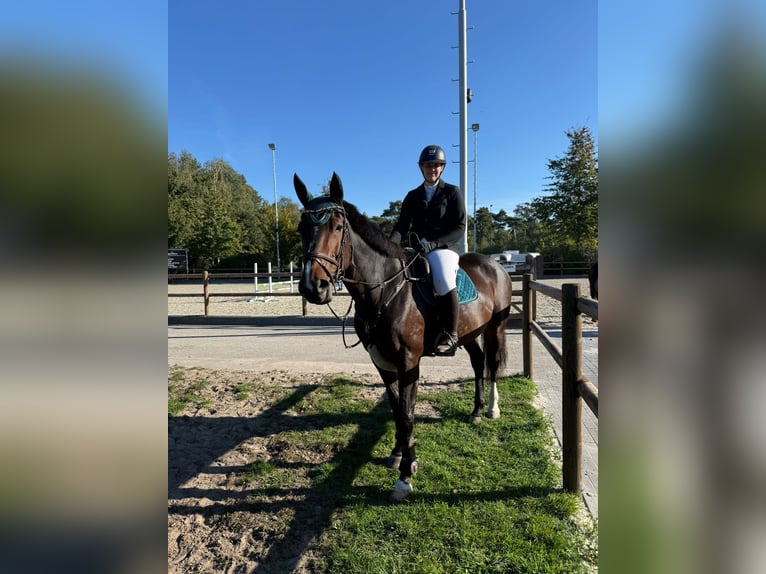Belgian Warmblood Mare 14 years 16,2 hh Brown in Heeze