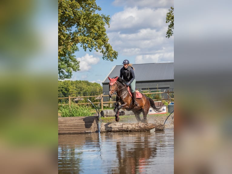 Belgian Warmblood Mare 14 years 16,2 hh Brown in Heeze
