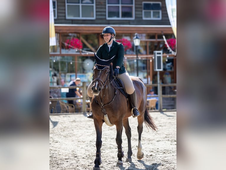 Belgian Warmblood Mare 14 years 16,2 hh Brown in Heeze