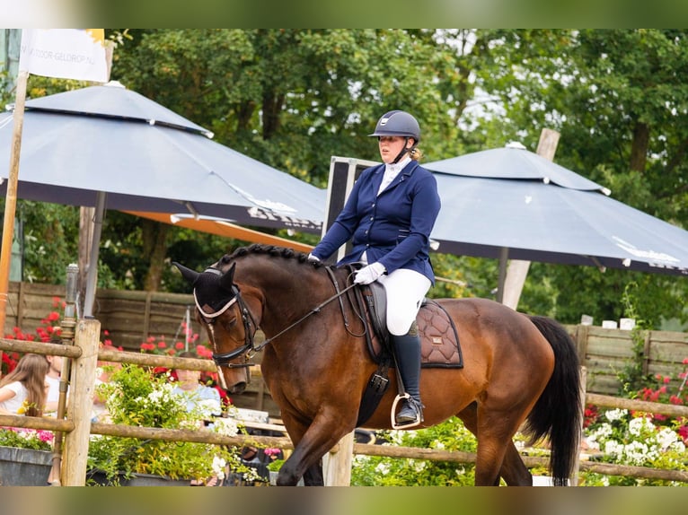 Belgian Warmblood Mare 14 years 16,2 hh Brown in Heeze