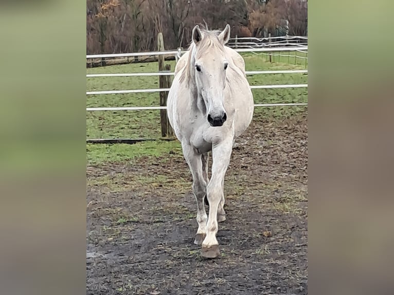 Belgian Warmblood Mare 14 years 17 hh Grey in Bois de Halleux 861  Charneux