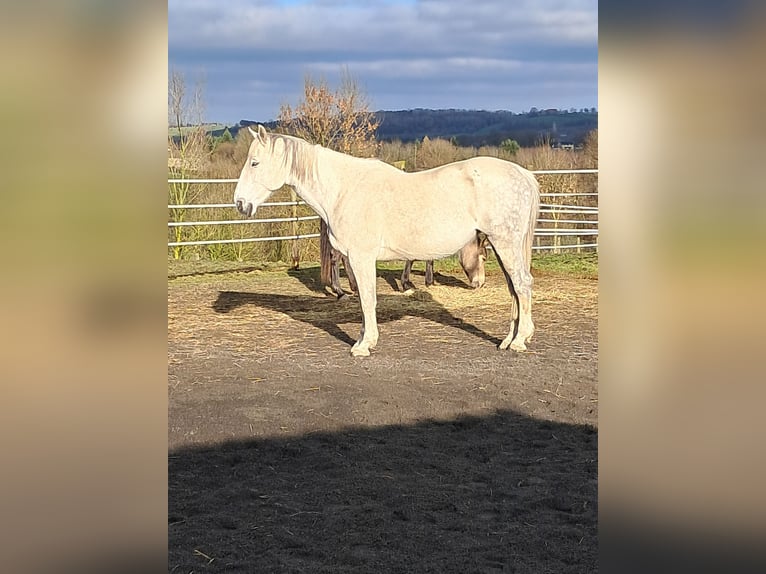 Belgian Warmblood Mare 14 years 17 hh Grey in Bois de Halleux 861  Charneux
