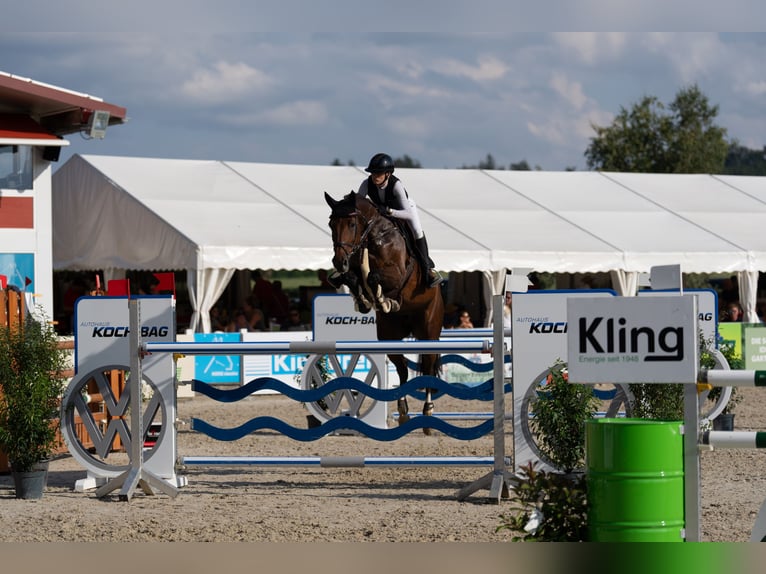 Belgian Warmblood Mare 14 years Brown in Balingen