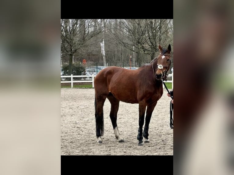 Belgian Warmblood Mare 15 years 15,3 hh Bay in LierS