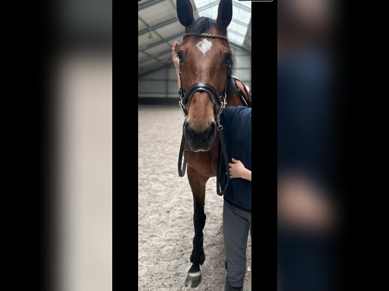 Belgian Warmblood Mare 15 years 15,3 hh Bay in LierS