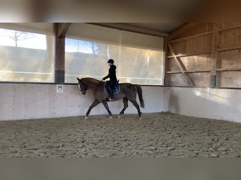 Belgian Warmblood Mare 15 years 15,3 hh Chestnut-Red in Amstetten