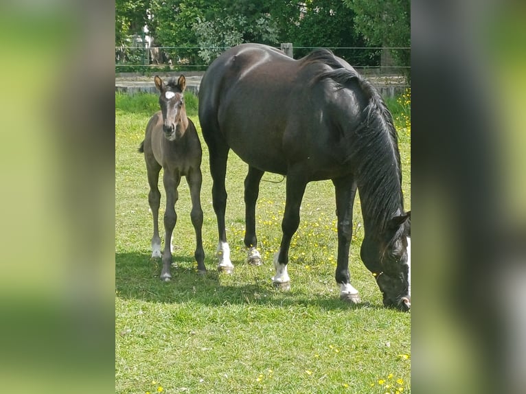 Belgian Warmblood Mare 15 years 16,1 hh Black in Zaffelare
