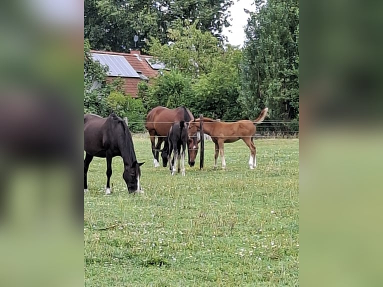 Belgian Warmblood Mare 15 years 16,1 hh Black in Zaffelare