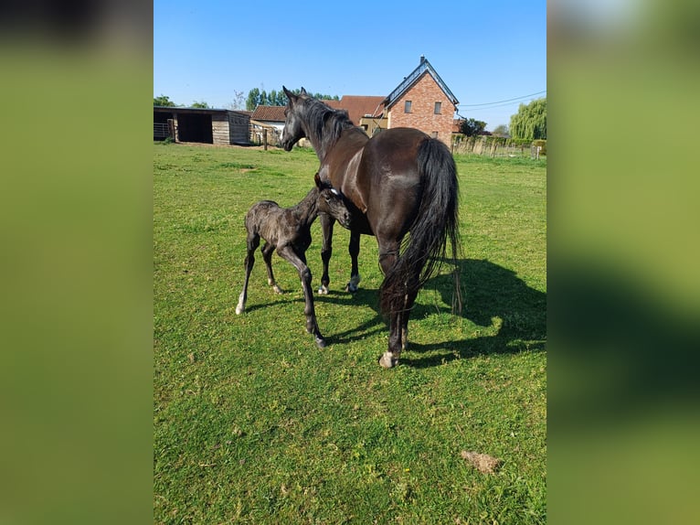 Belgian Warmblood Mare 15 years 16,1 hh Black in Zaffelare