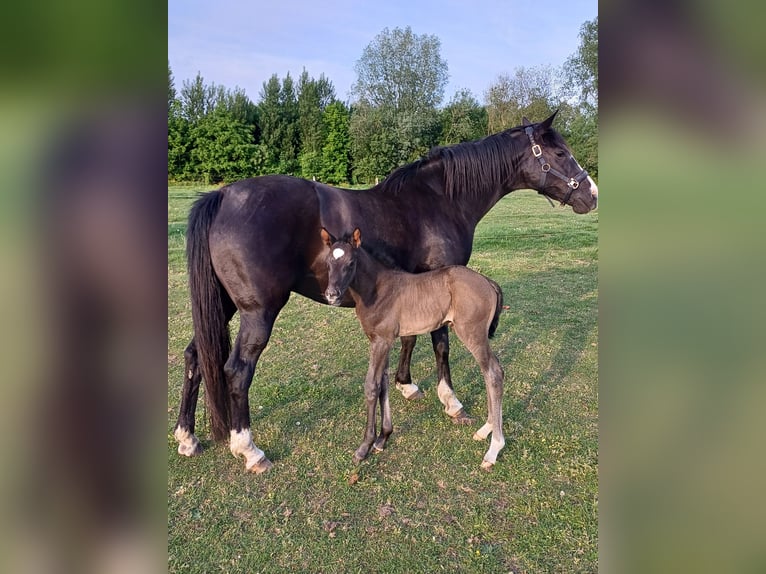 Belgian Warmblood Mare 15 years 16,1 hh Black in Zaffelare
