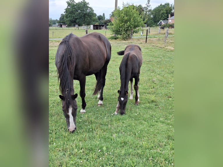 Belgian Warmblood Mare 15 years 16,1 hh Black in Zaffelare