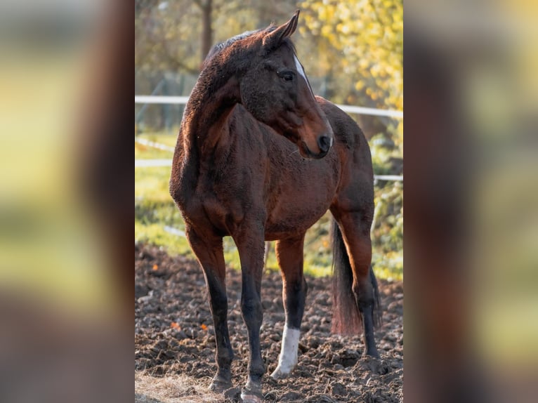 Belgian Warmblood Mare 15 years 16 hh Brown in Heldrungen