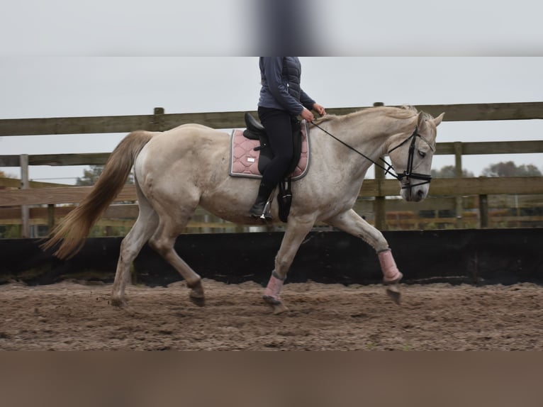 Belgian Warmblood Mare 15 years 16 hh White in Achtmaal