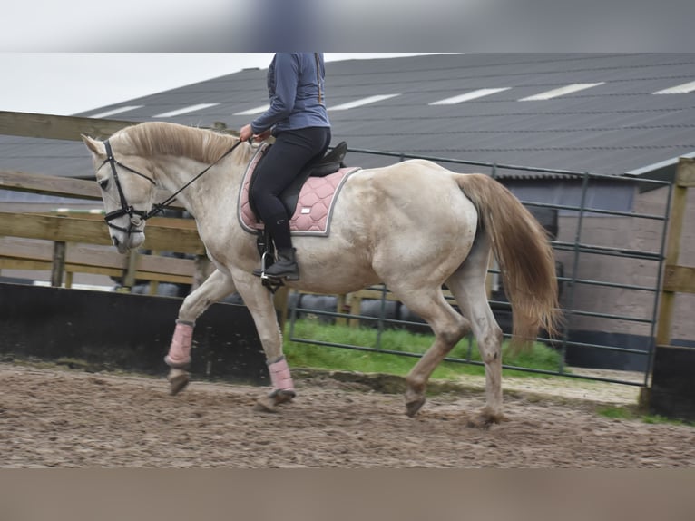 Belgian Warmblood Mare 15 years 16 hh White in Achtmaal