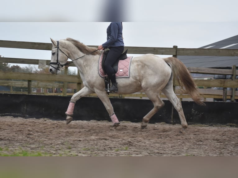 Belgian Warmblood Mare 15 years 16 hh White in Achtmaal