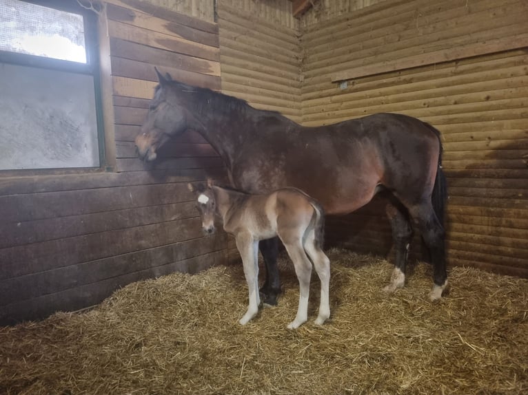 Belgian Warmblood Mare 15 years 17 hh Bay in Pragersko