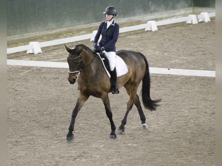 Belgian Warmblood Mare 15 years Bay-Dark in Dentergem