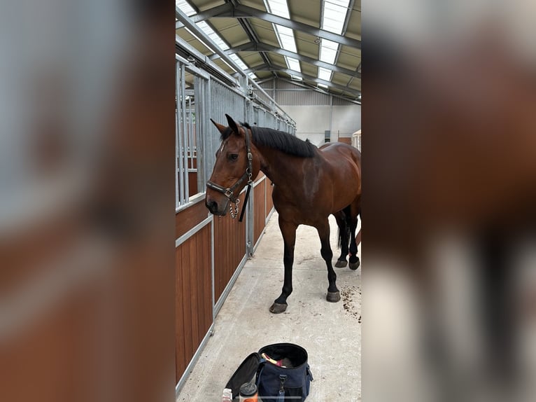 Belgian Warmblood Mare 16 years 15,2 hh Bay-Dark in Schelderode