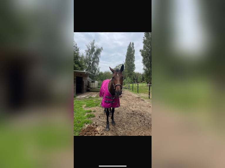 Belgian Warmblood Mare 16 years 15,2 hh Bay-Dark in Schelderode