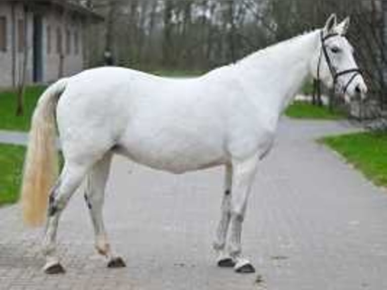 Belgian Warmblood Mare 16 years 15,2 hh Gray in Sint-Niklaas