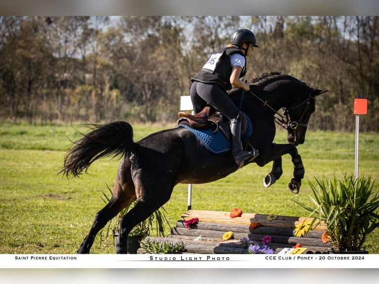 Belgian Warmblood Mare 16 years 15,3 hh Bay-Dark in Clermont l'hérault