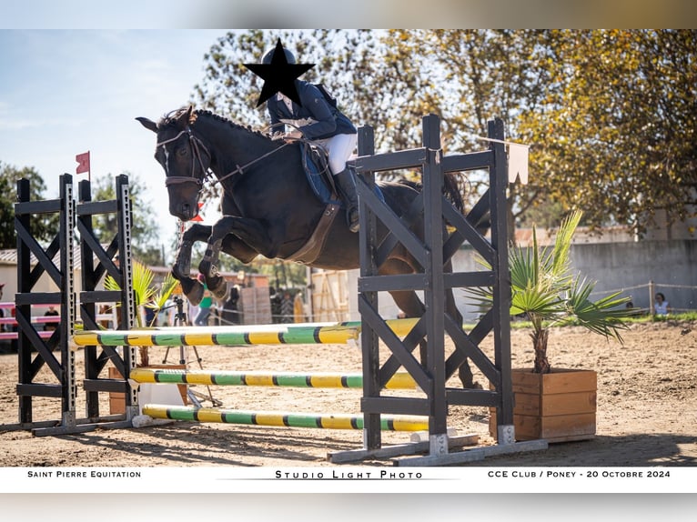 Belgian Warmblood Mare 16 years 15,3 hh Bay-Dark in Clermont l'hérault