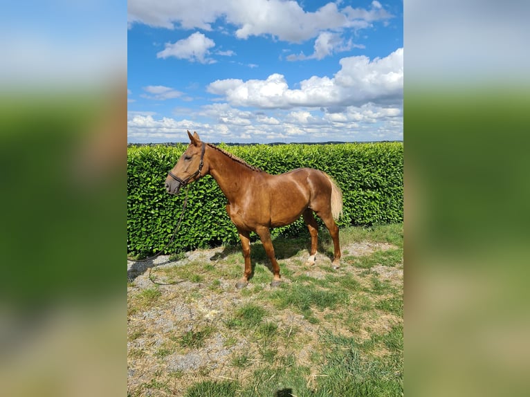 Belgian Warmblood Mare 16 years 16,1 hh Chestnut-Red in Vitrival