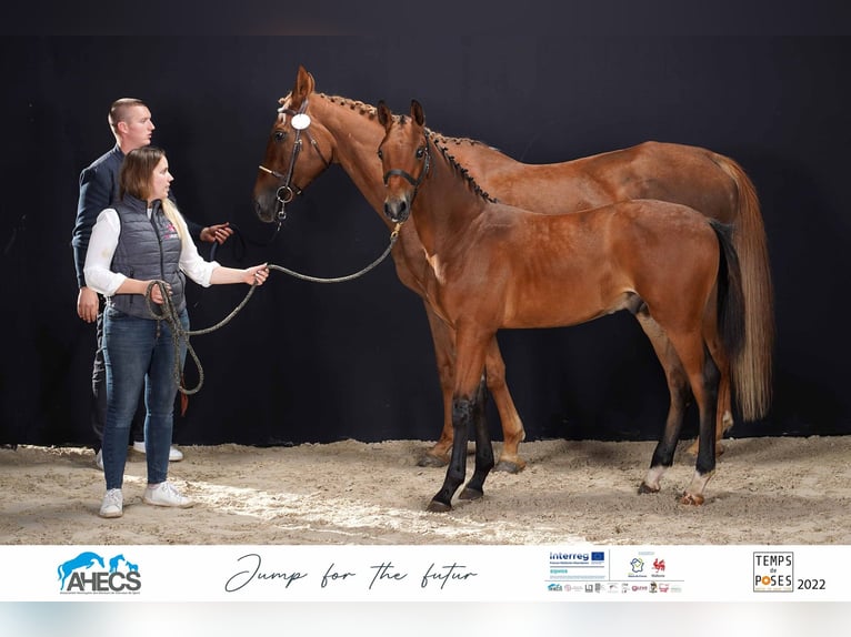 Belgian Warmblood Mare 16 years 16,1 hh Chestnut-Red in Vitrival