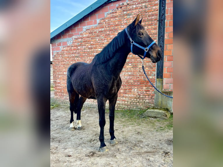 Belgian Warmblood Mare 16 years 16,2 hh Smoky-Black in Bornem