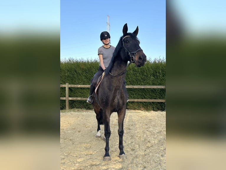 Belgian Warmblood Mare 16 years 16,2 hh Smoky-Black in Bornem