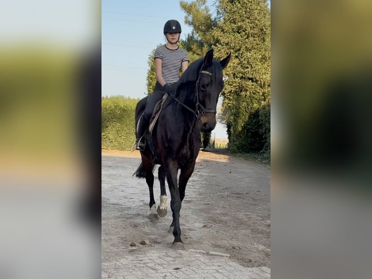 Belgian Warmblood Mare 16 years 16,2 hh Smoky-Black in Bornem