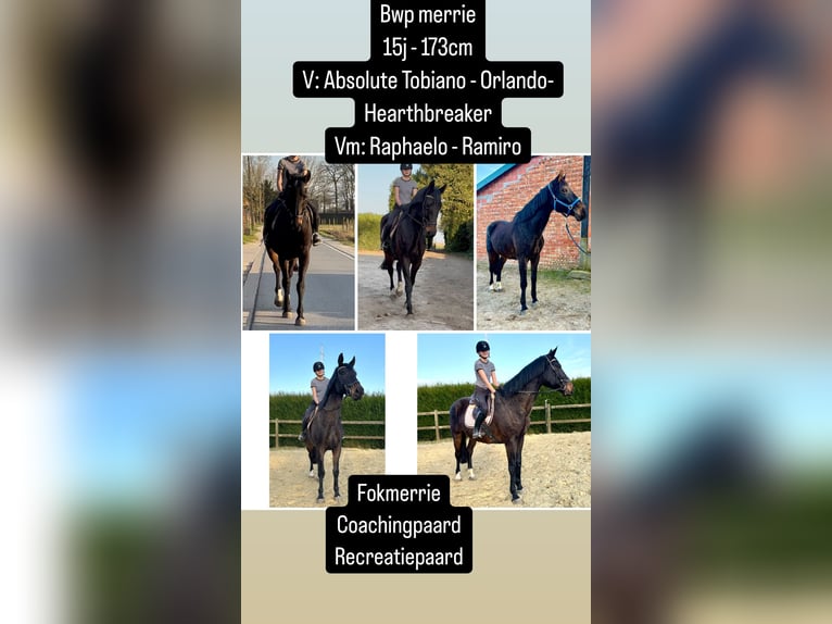 Belgian Warmblood Mare 16 years 16,2 hh Smoky-Black in Bornem