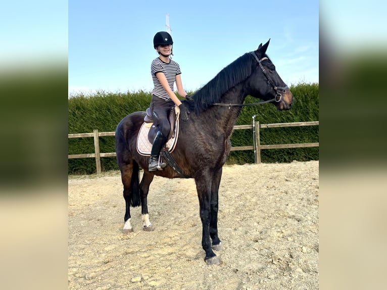 Belgian Warmblood Mare 16 years 16,2 hh Smoky-Black in Bornem