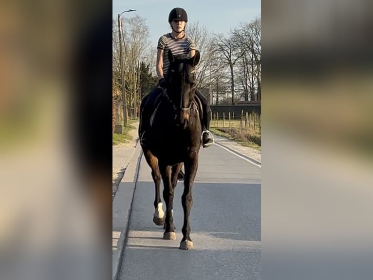 Belgian Warmblood Mare 16 years 16,2 hh Smoky-Black in Bornem