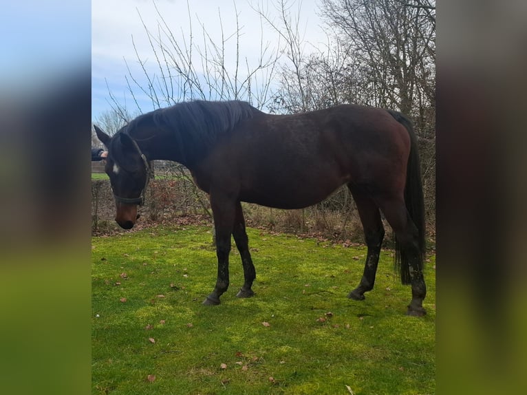 Belgian Warmblood Mare 16 years 16 hh Bay-Dark in Lier