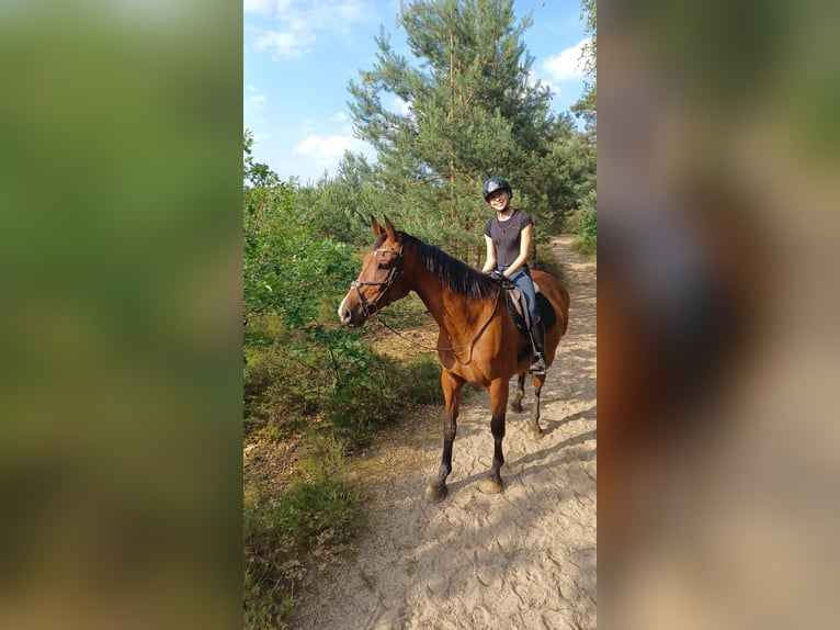 Belgian Warmblood Mare 16 years 16 hh Bay in Tessenderlo