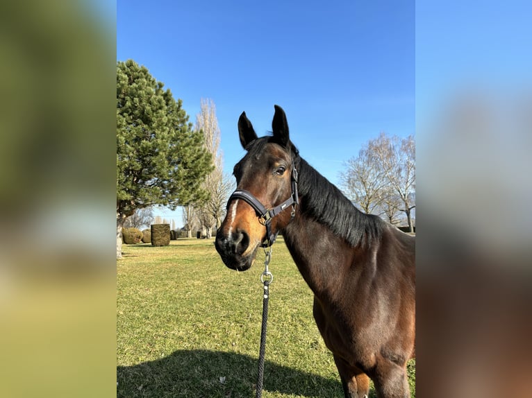 Belgian Warmblood Mare 16 years 16 hh Brown in CHOULEX