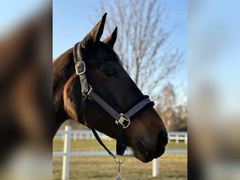 Belgian Warmblood Mare 16 years 16 hh Brown in CHOULEX