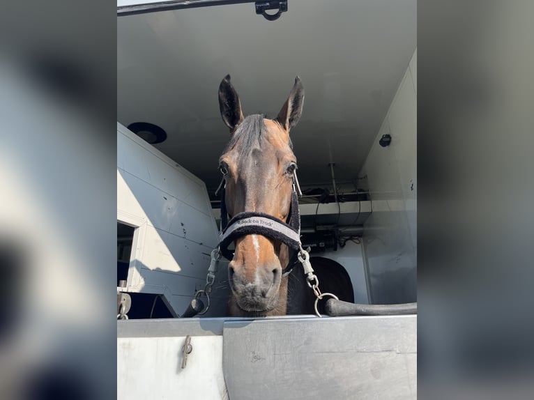 Belgian Warmblood Mare 16 years 16 hh Brown in CHOULEX