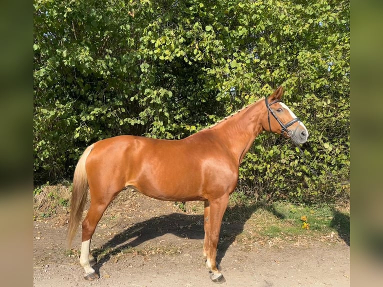 Belgian Warmblood Mare 16 years 16,1 hh Chestnut-Red in GROTE-BROGEL
