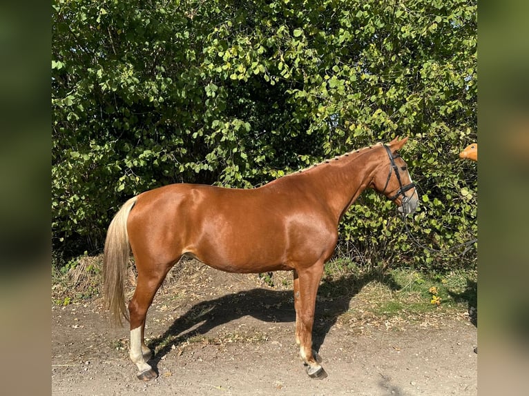 Belgian Warmblood Mare 16 years 16,1 hh Chestnut-Red in GROTE-BROGEL