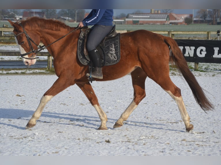 Belgian Warmblood Mare 17 years 15,2 hh Chestnut-Red in Breda