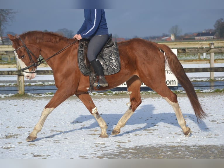 Belgian Warmblood Mare 17 years 15,2 hh Chestnut-Red in Breda