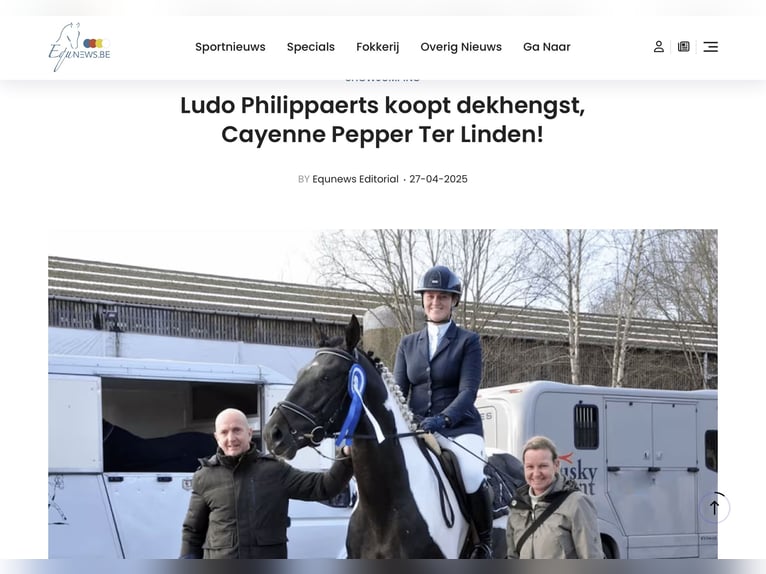 Belgian Warmblood Mare 17 years 16 hh Bay-Dark in Aalter