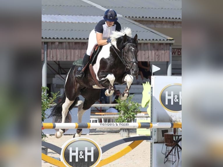 Belgian Warmblood Mare 17 years 16 hh Bay-Dark in Aalter