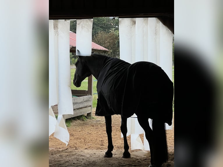 Belgian Warmblood Mare 17 years 16 hh Black in Schmidgaden