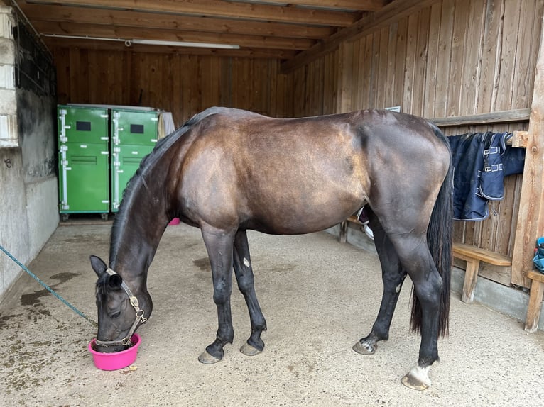 Belgian Warmblood Mare 17 years 16 hh Black in Schmidgaden