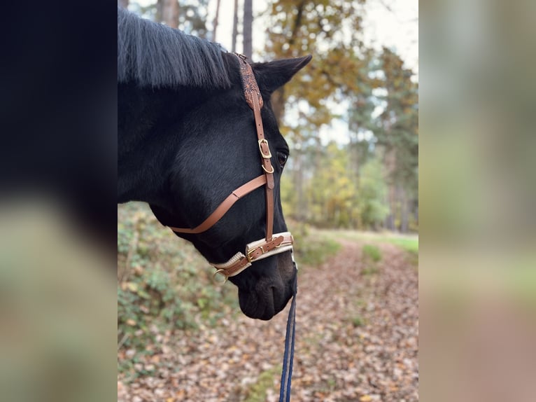 Belgian Warmblood Mare 17 years 16 hh Black in Schmidgaden