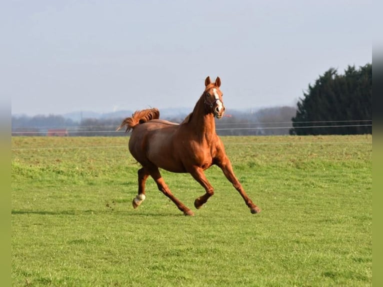 Belgian Warmblood Mare 17 years 16 hh Chestnut-Red in Enghien